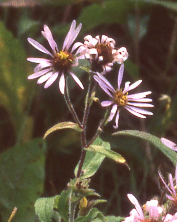 Eurybia sibirica hds YT