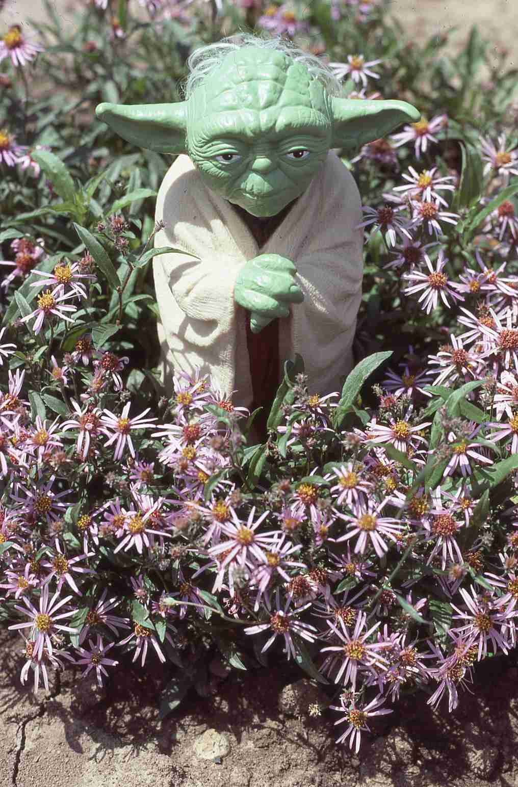 Eurybia sibirica yoda cult. WAT