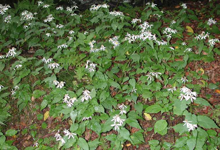 Eurybia chlorolepis, Roan Mt., Tennessee