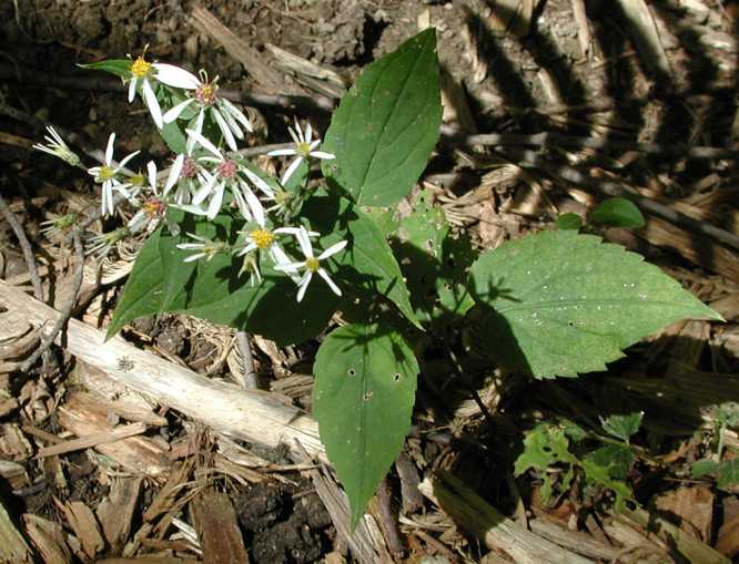 Eurybia divaricata, cult. Waterloo, Ontario (source northern Appalachians)