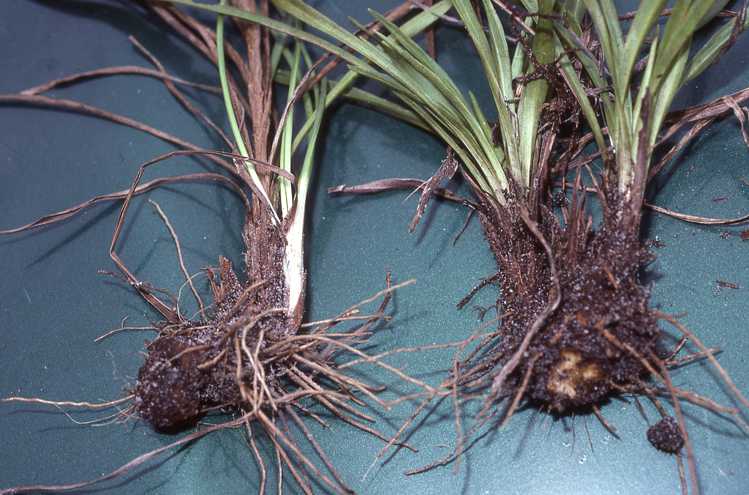 Eurybia eryngiifolia, cormoid rootstocks, 7433, Florida