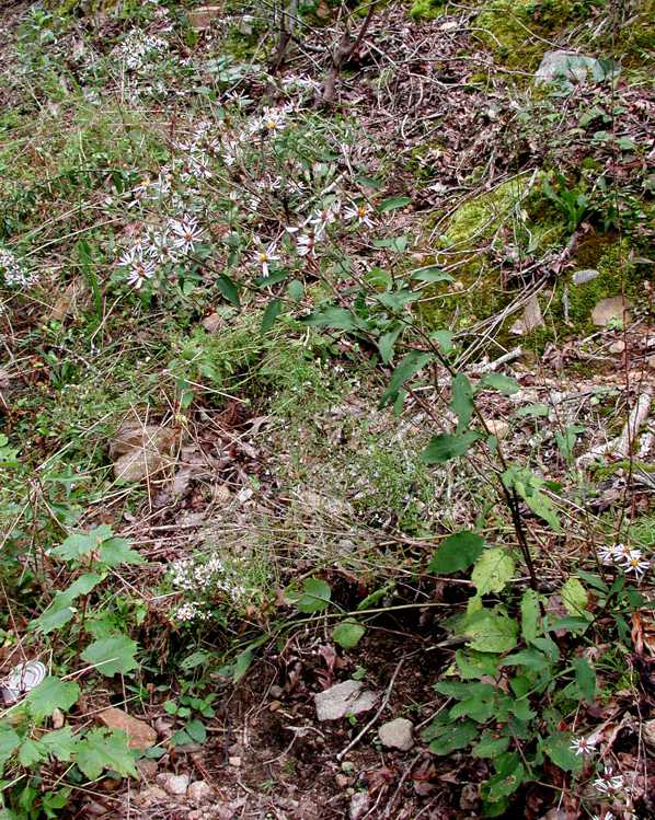 Eurybia jonesiae, habitat and habit, 11207, Georgia
