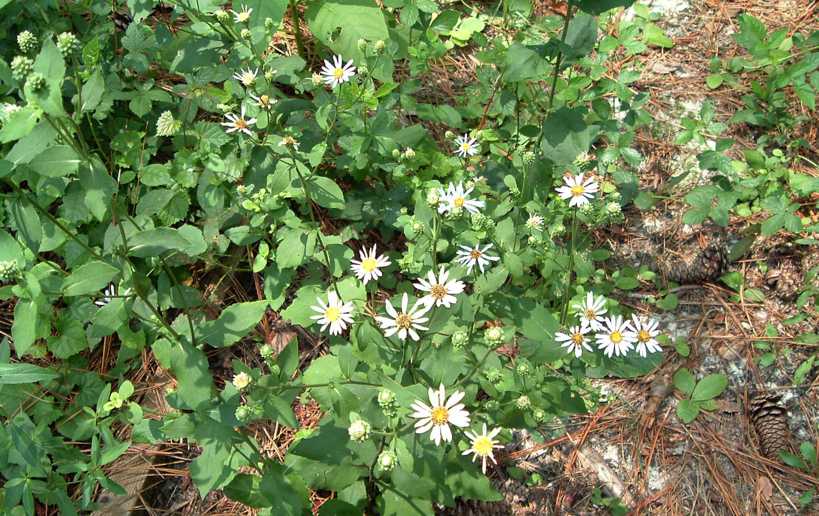 Eurybia mirabilis, cult. South Carollina, photo by Mike Creel