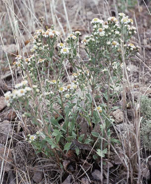 Eurybia radulina, multi-shoot plant, 9340, California
