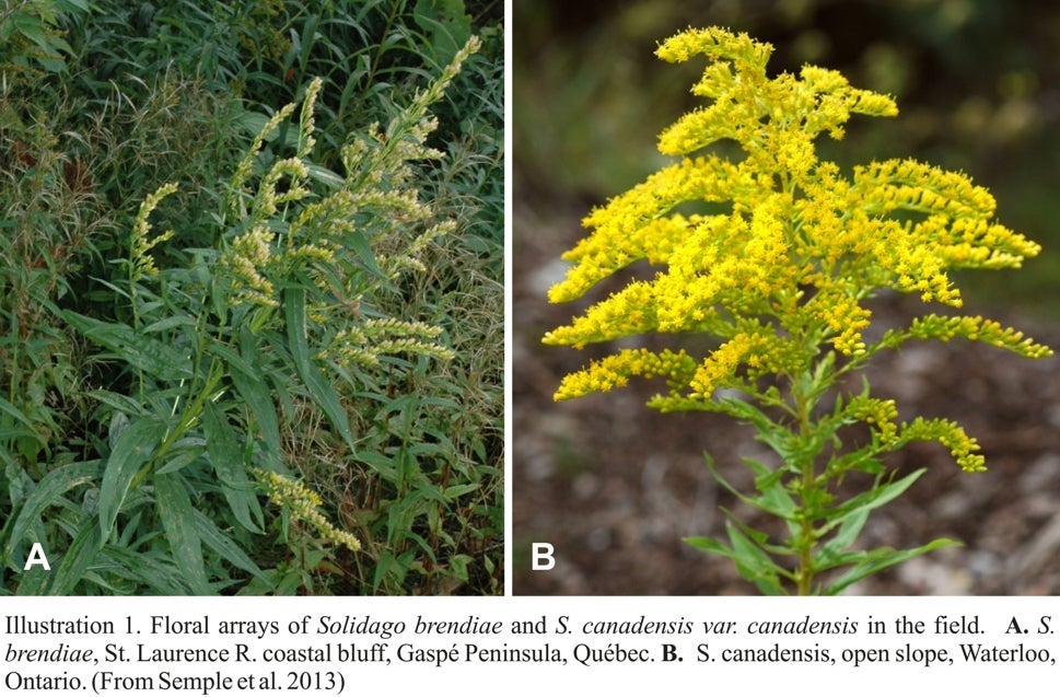 Floral arrays of Solidago brendiae and S. canadensis (Semple et al 2013)