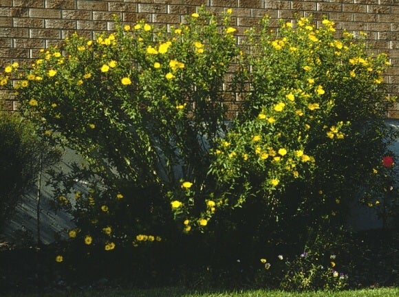 Heterotheca camporum glandulissimum 207