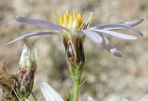 Herrickia glauca head