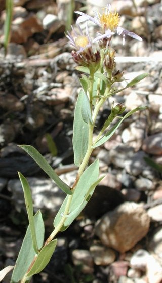 Herrickia glauca shoot