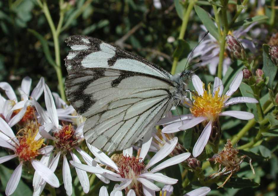 Herrickia glauca hds BCNP UT