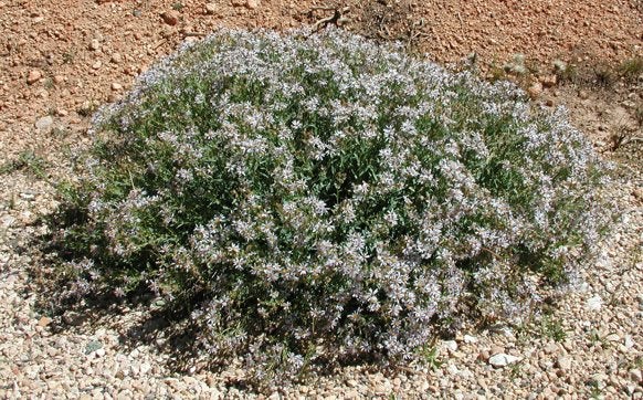 Herrickia glauca