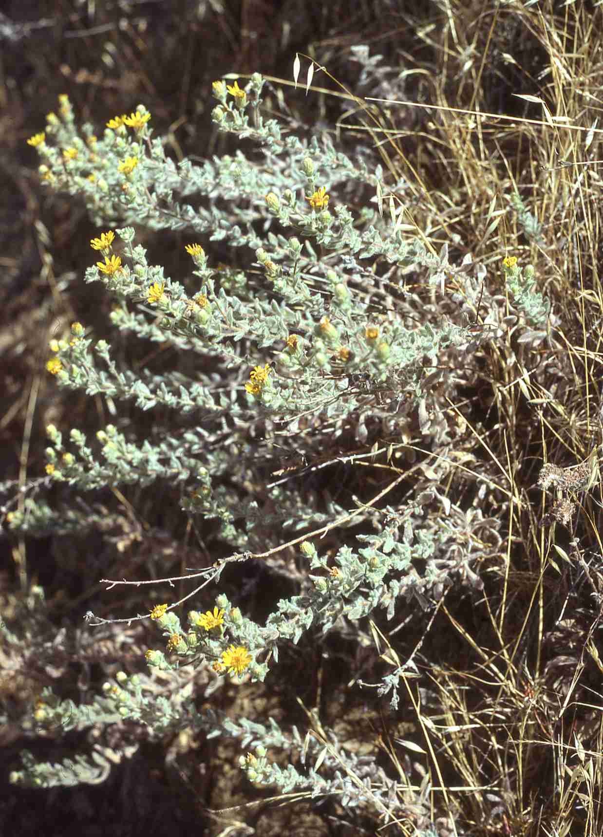 Heterotheca sess bolanderioides 5670