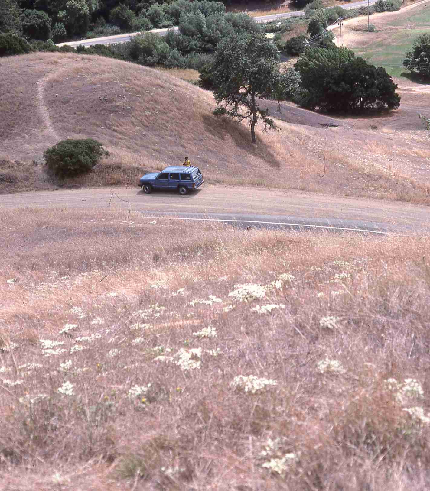Heterotheca sessiliflora bolanderioides 9333