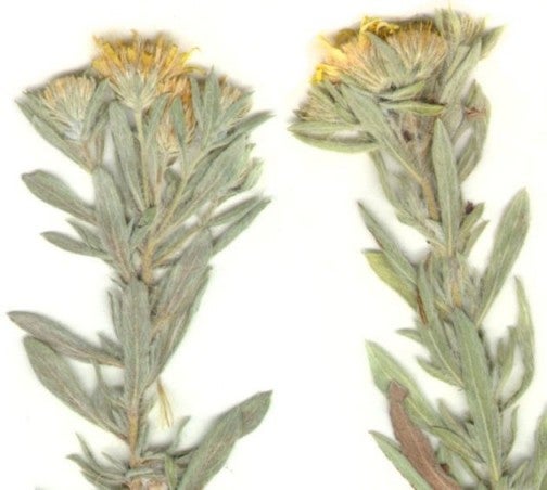 Heterotheca stenophylla var angustifolia flowering shoots