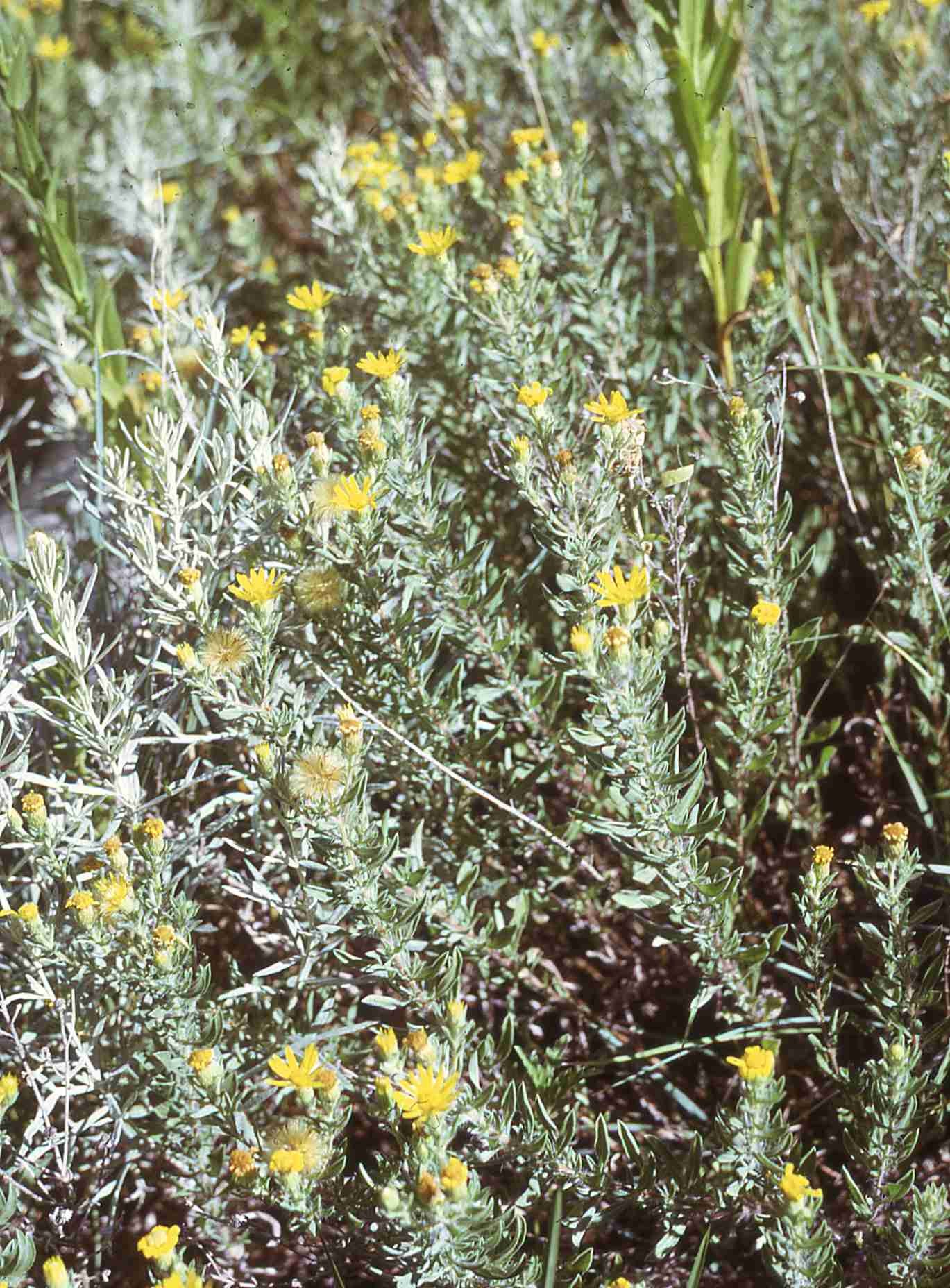 Heterotheca stenophylla var angustifolia 693