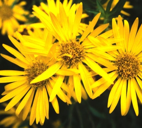 Heterotheca camporum var. glandulissimum