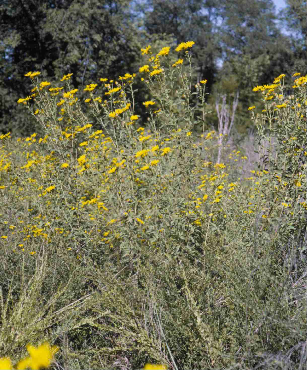 Heterotheca camporum glandulissimum S 9122 TN