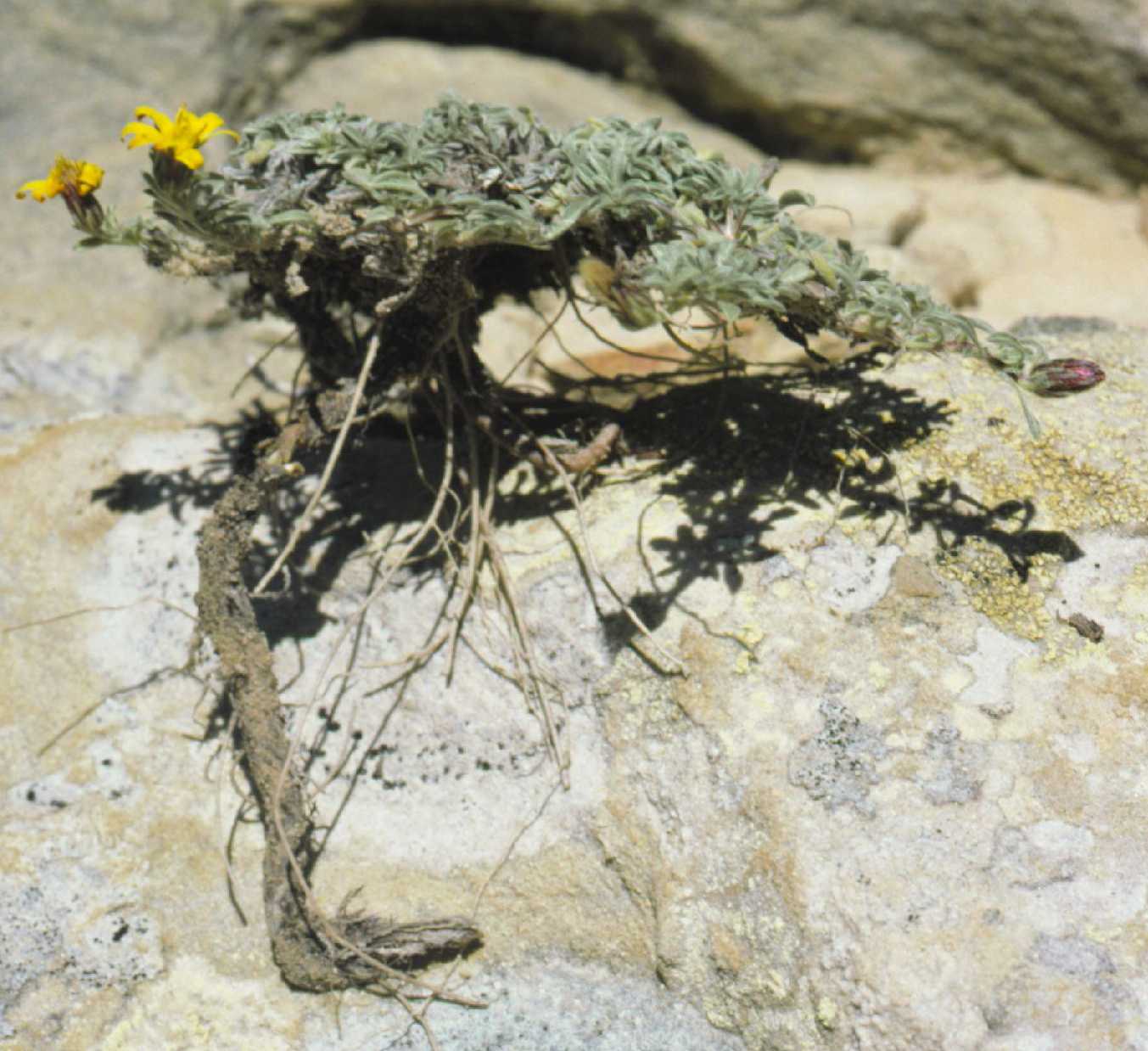 Heterotheca jonesii rootstock, UT