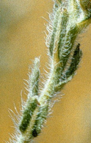 Heterotheca marginata leaves