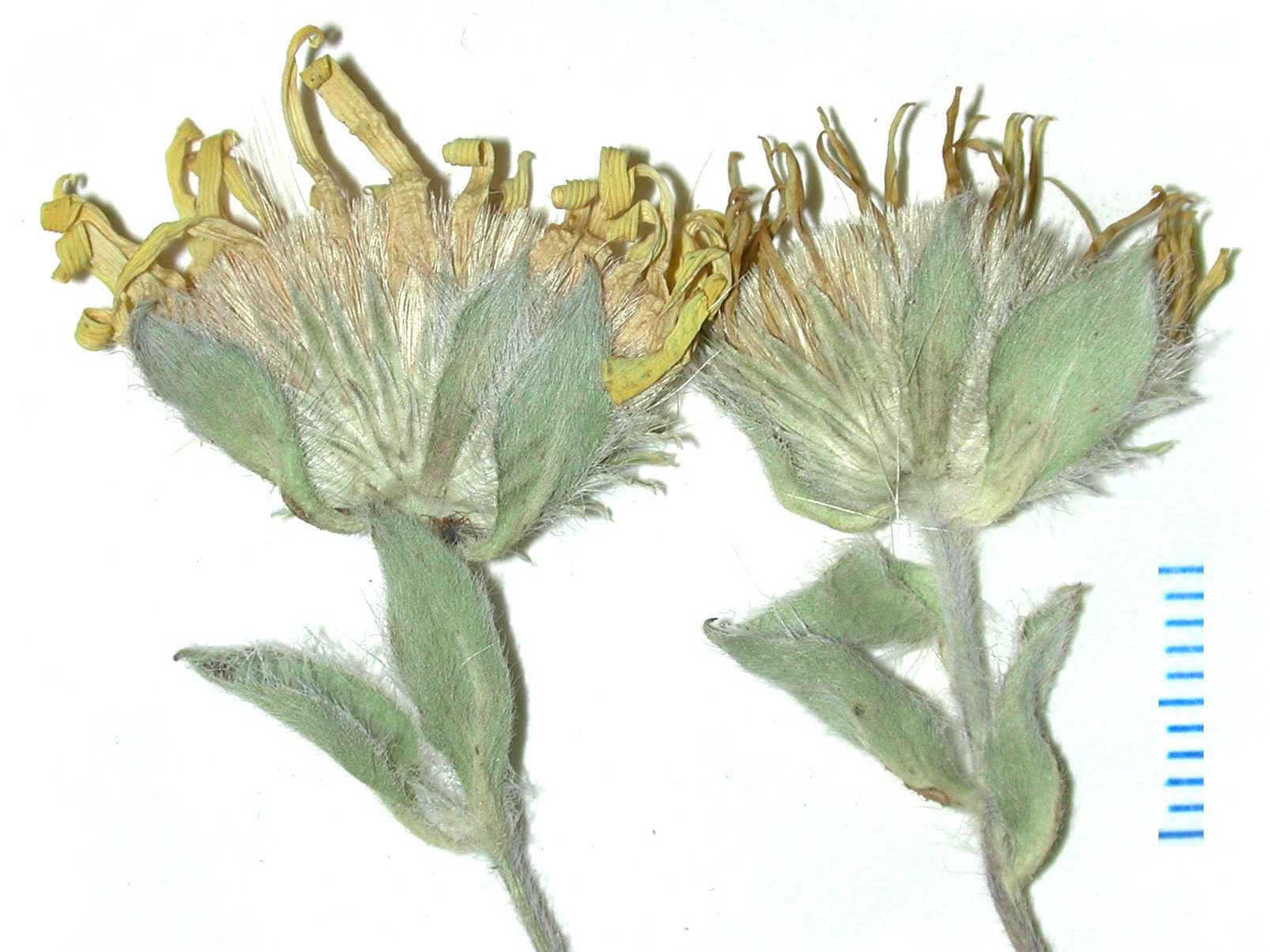 Heterotheca rutteri S 9030 hds