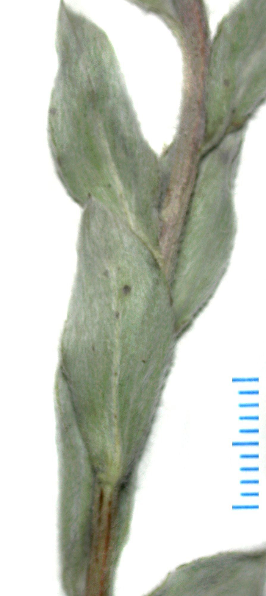 Heterotheca rutteri S 9030 upper stem lvs