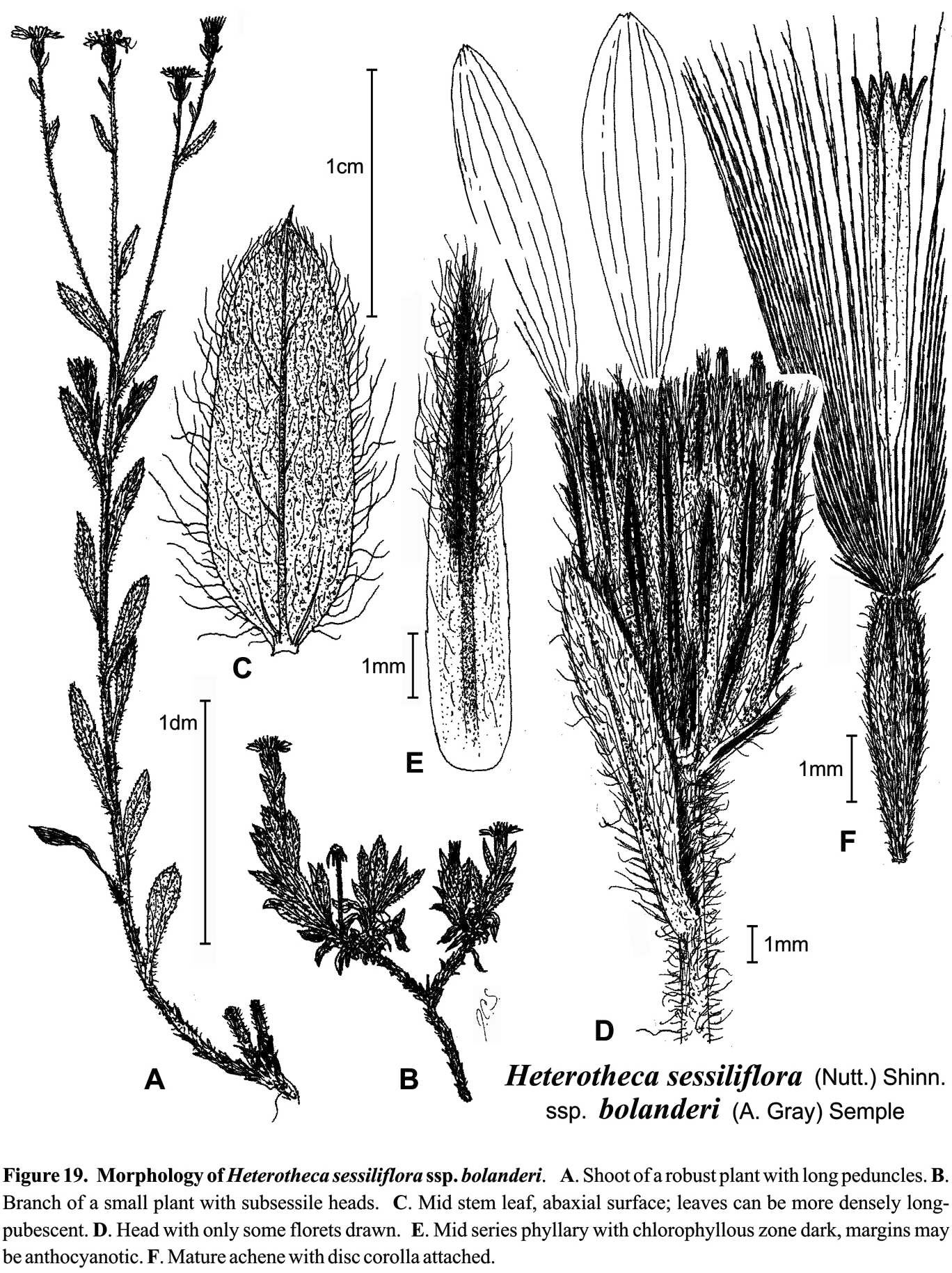 Heterotheca sessilifolia ssp bolanderi Fig 19 S 1996