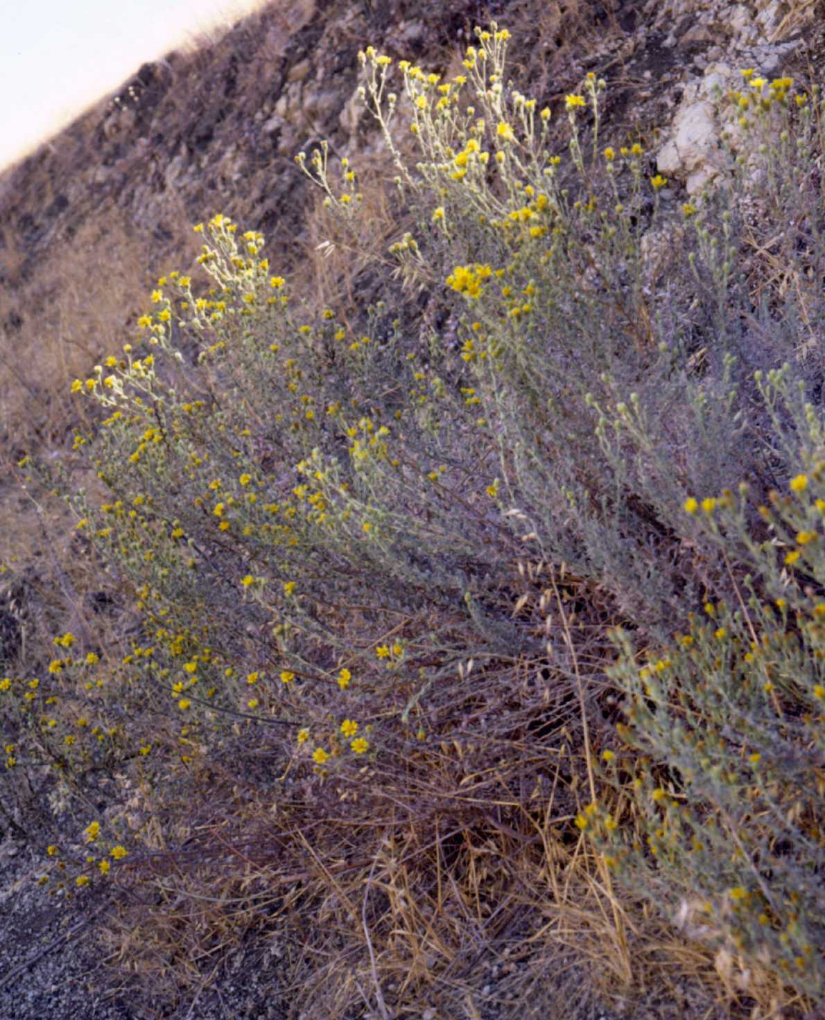 Heterotheca sessiliflora var echioides S 8943 CA