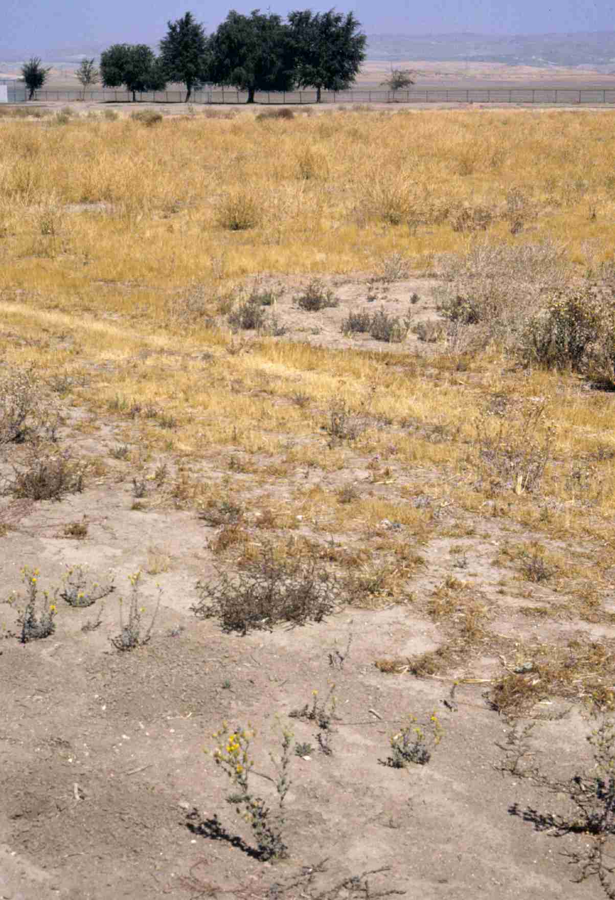 Heterotheca sessiliflora var echioides S 8962 CA