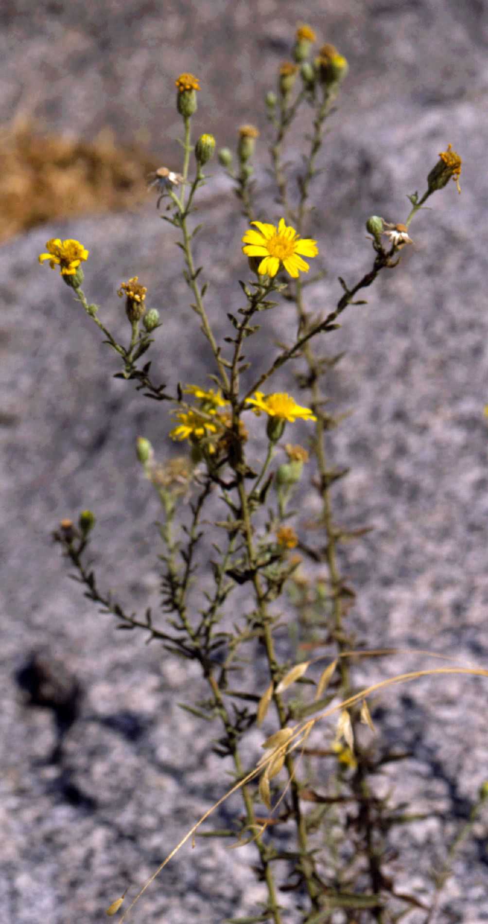 Heterotheca shevockii S 8955 inflor