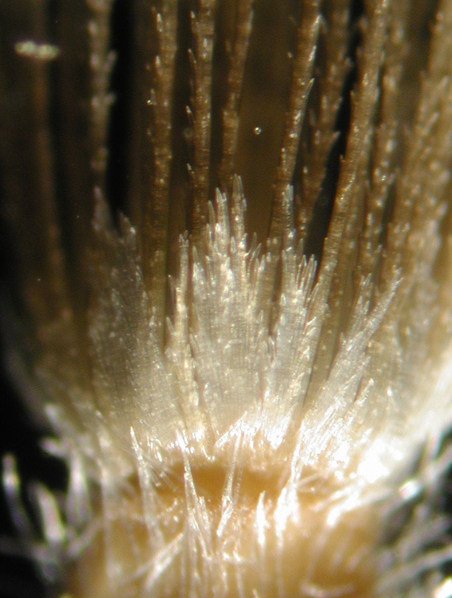 Heterotheca shevockii S 8955 pappus scales