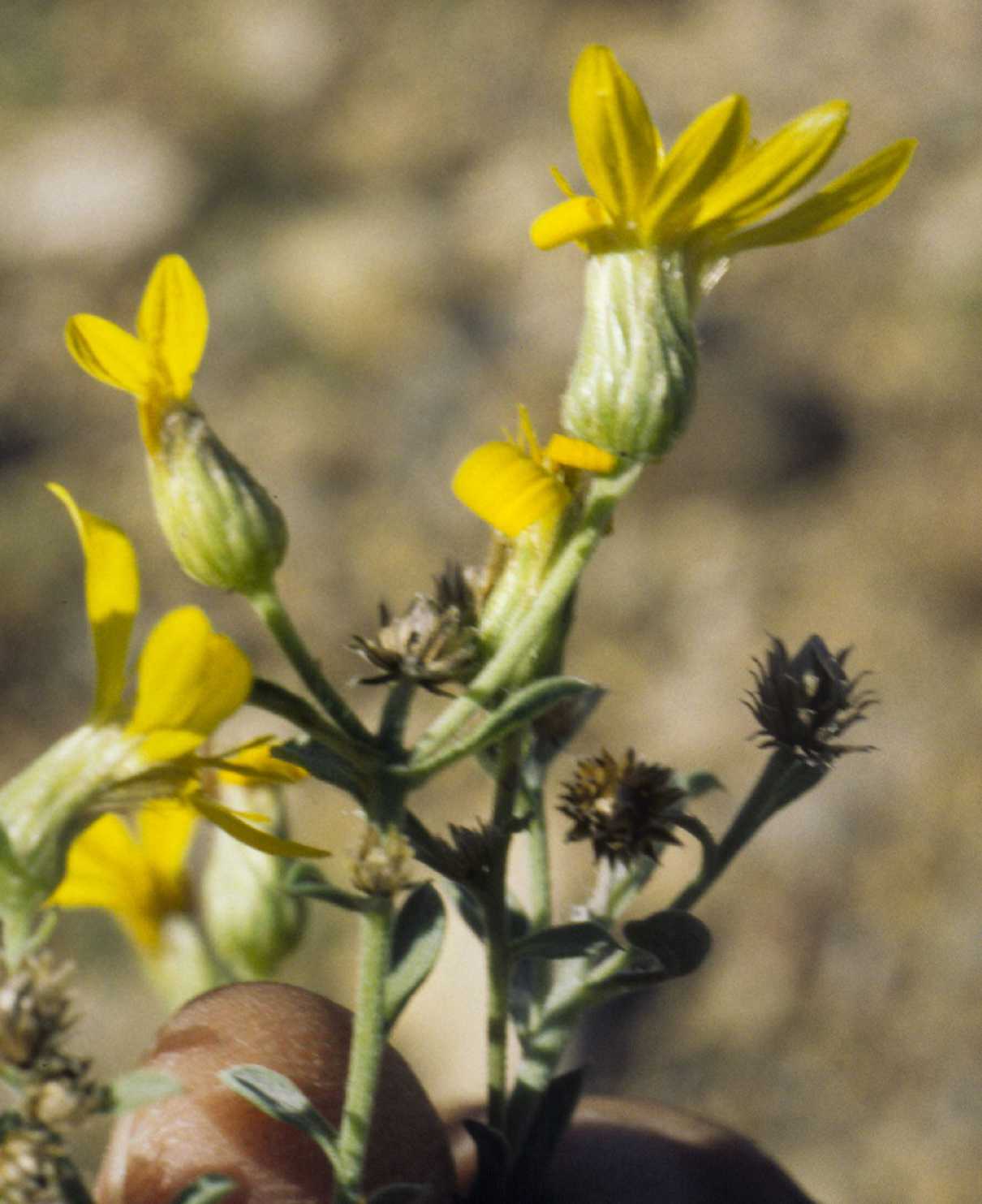Heterotheca villosa var pedunculata S & S 10493 inflor AZ