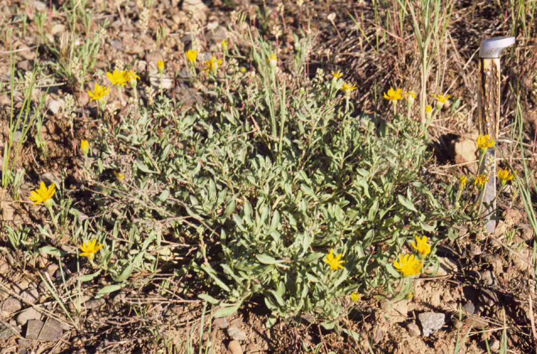 Heterotheca villosa var pedunculata S 8804