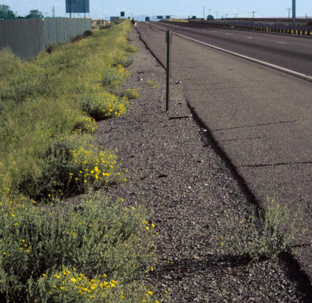 Heterotheca zionensis S 10509 Las Cruces NM