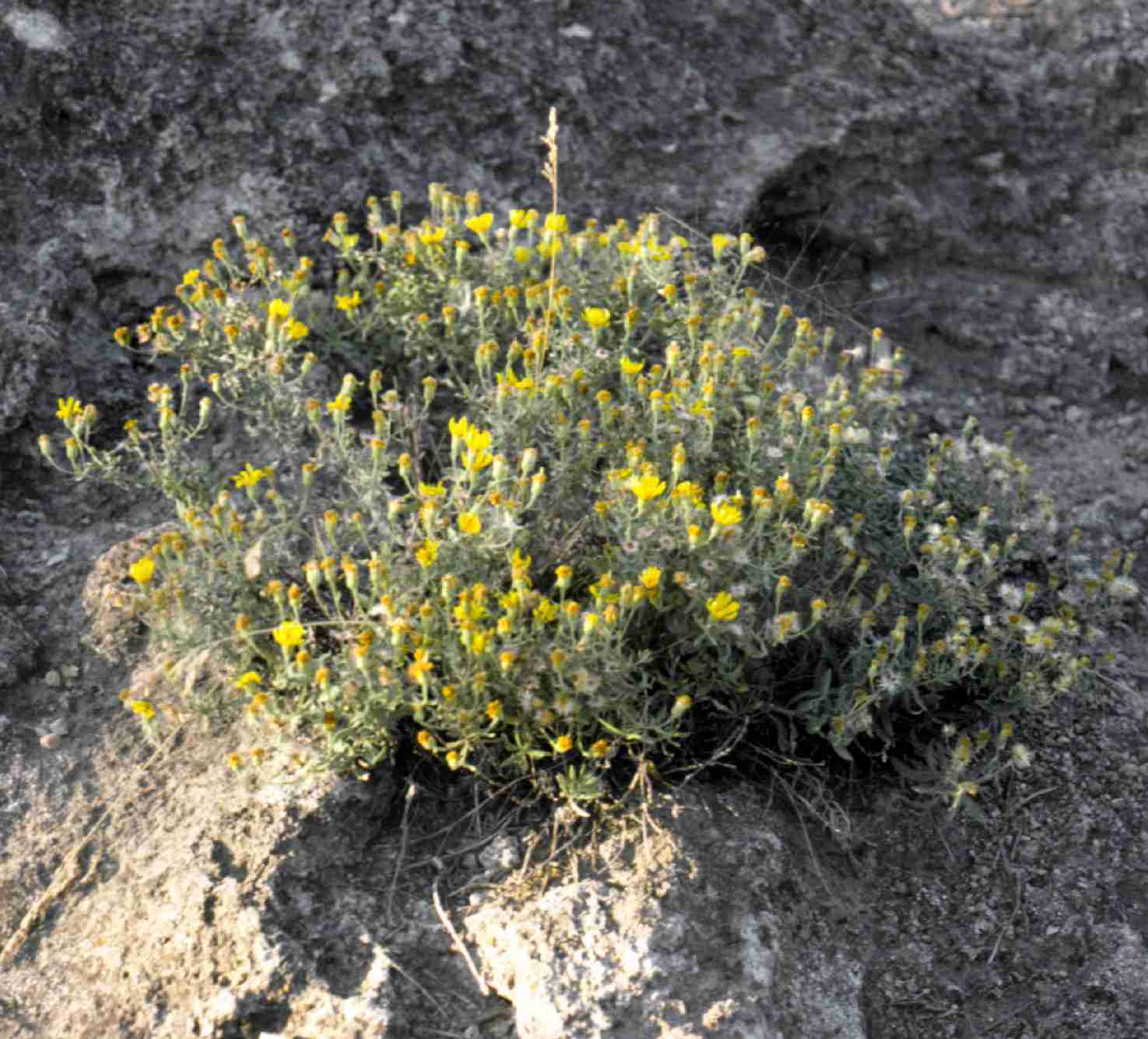 Heterotheca zionensis S 8875 hotpots UT