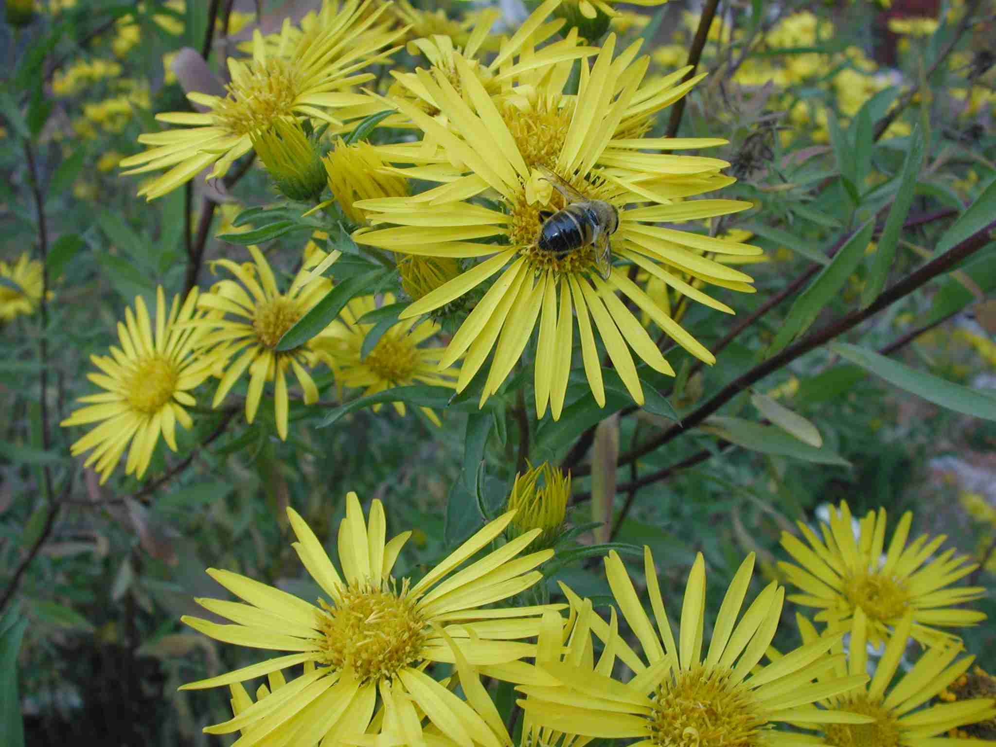 Heterotheca camporum glandulissimum bee cult