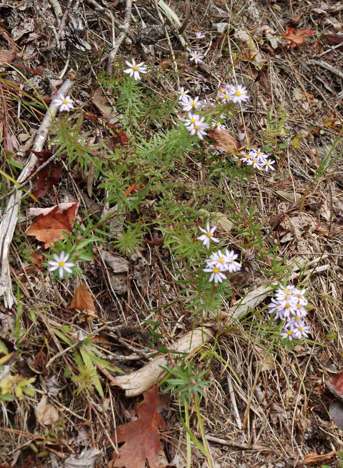 Ionactis linariifolia 11570 TN