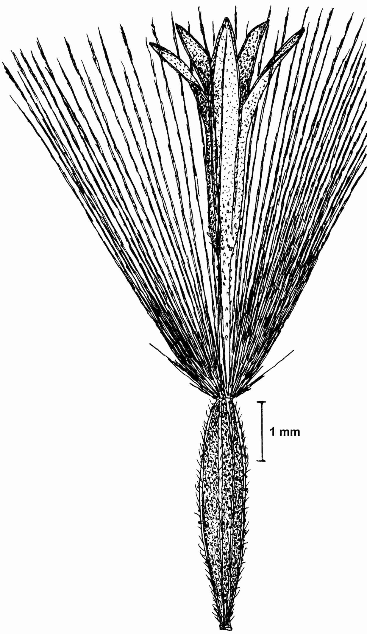 Oclemena reticulata fruit drawing JCS