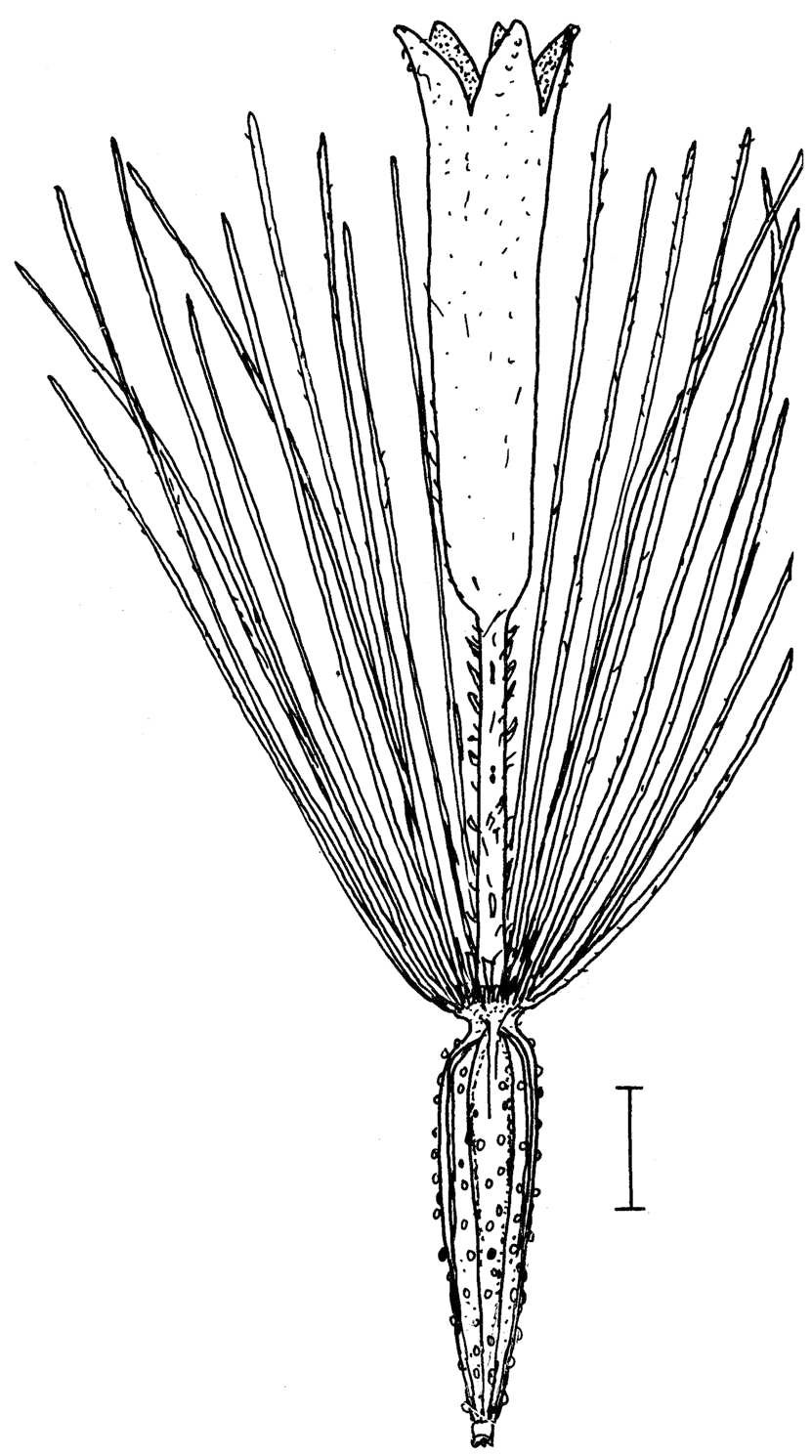 Oclemena acuminata fruit line drawing