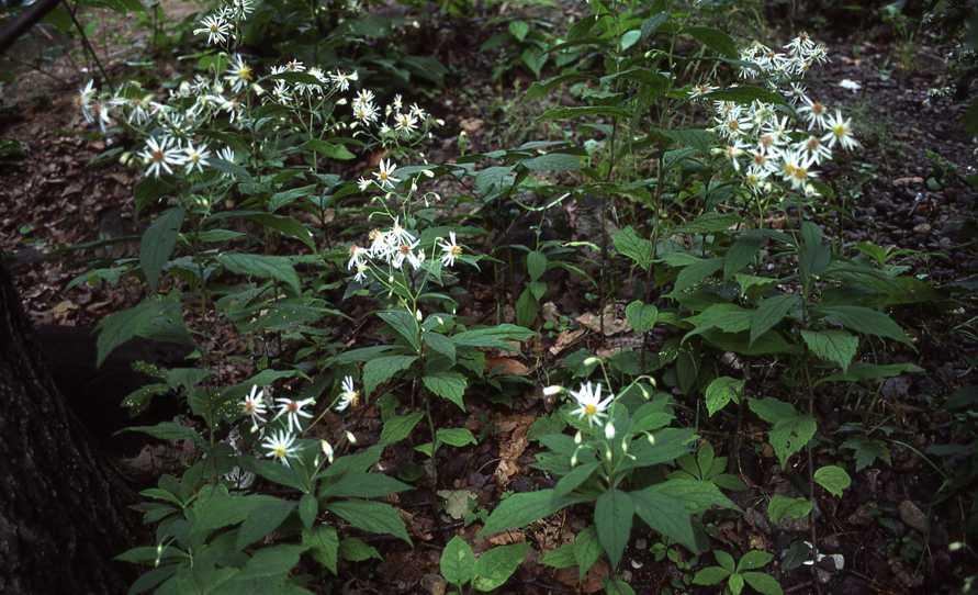 Oclemena acuminata, colony of shoots, 4593, Québec
