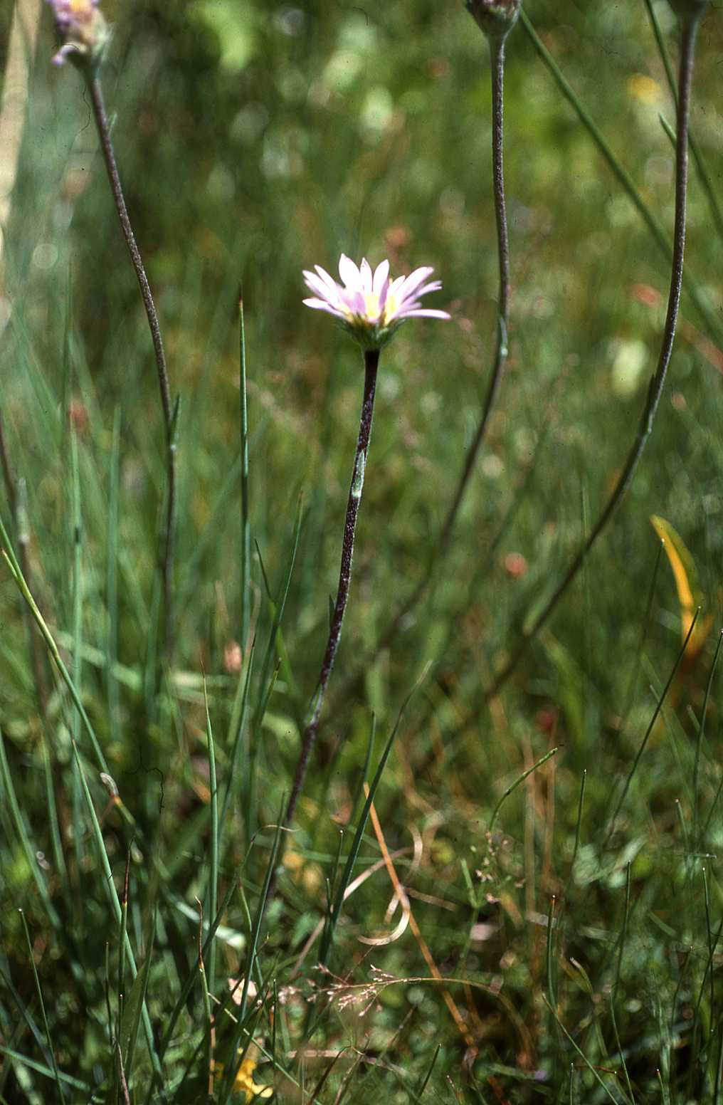 Oreostemma apligenum andersonii 9325 CA inflor