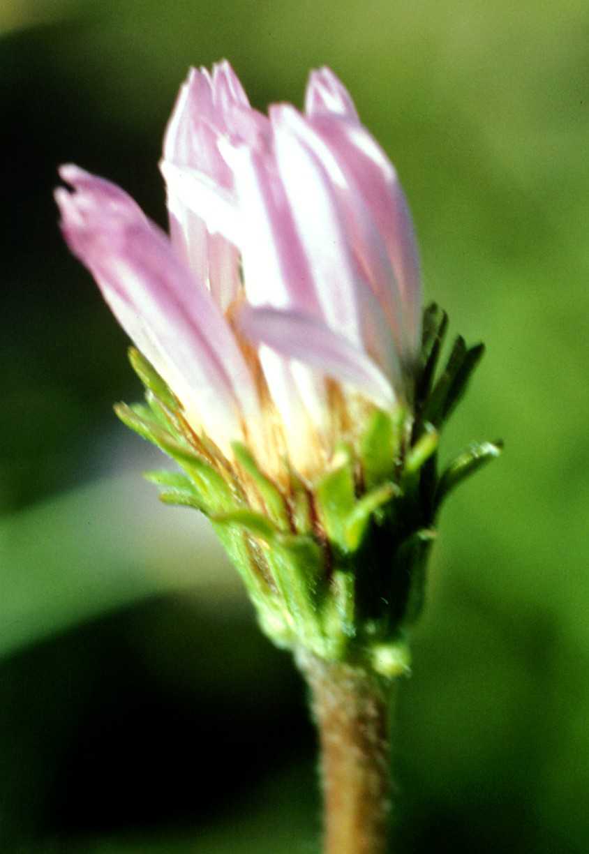 Oreostemmaa alpigenum haydeni hd