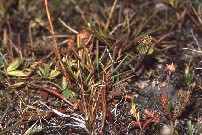 Oreostemma alpigenum var. haydeni, 4433, Beartooth Pass, Wyoming