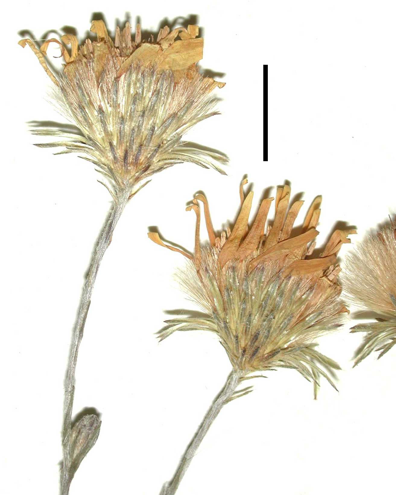 Pityopsis graminifolia tracyi Calvert sn WAT hds