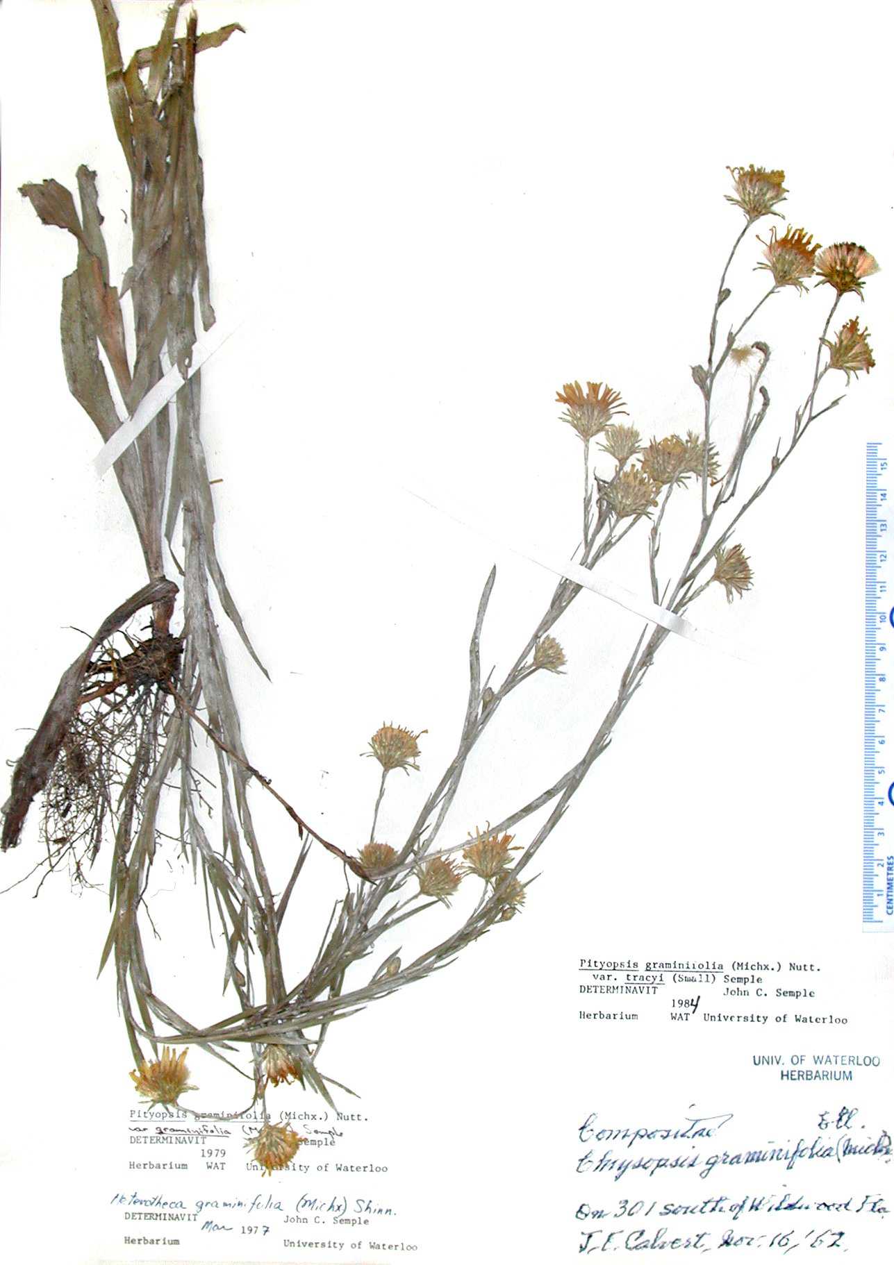 Pityopsis graminifolia tracyi Calvert sn WAT 