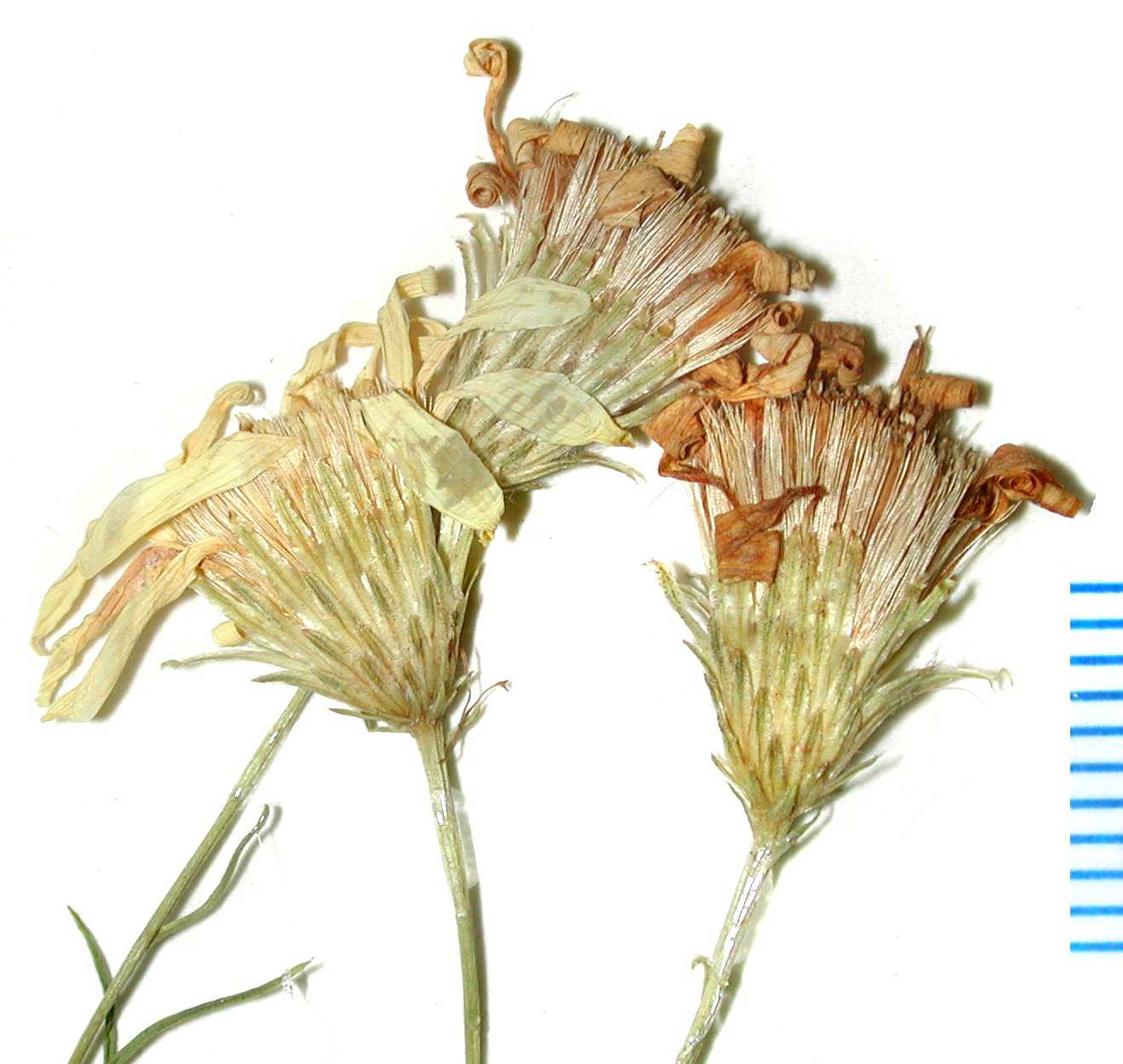 Pityopsis pinifolia K 56861 WAT hds