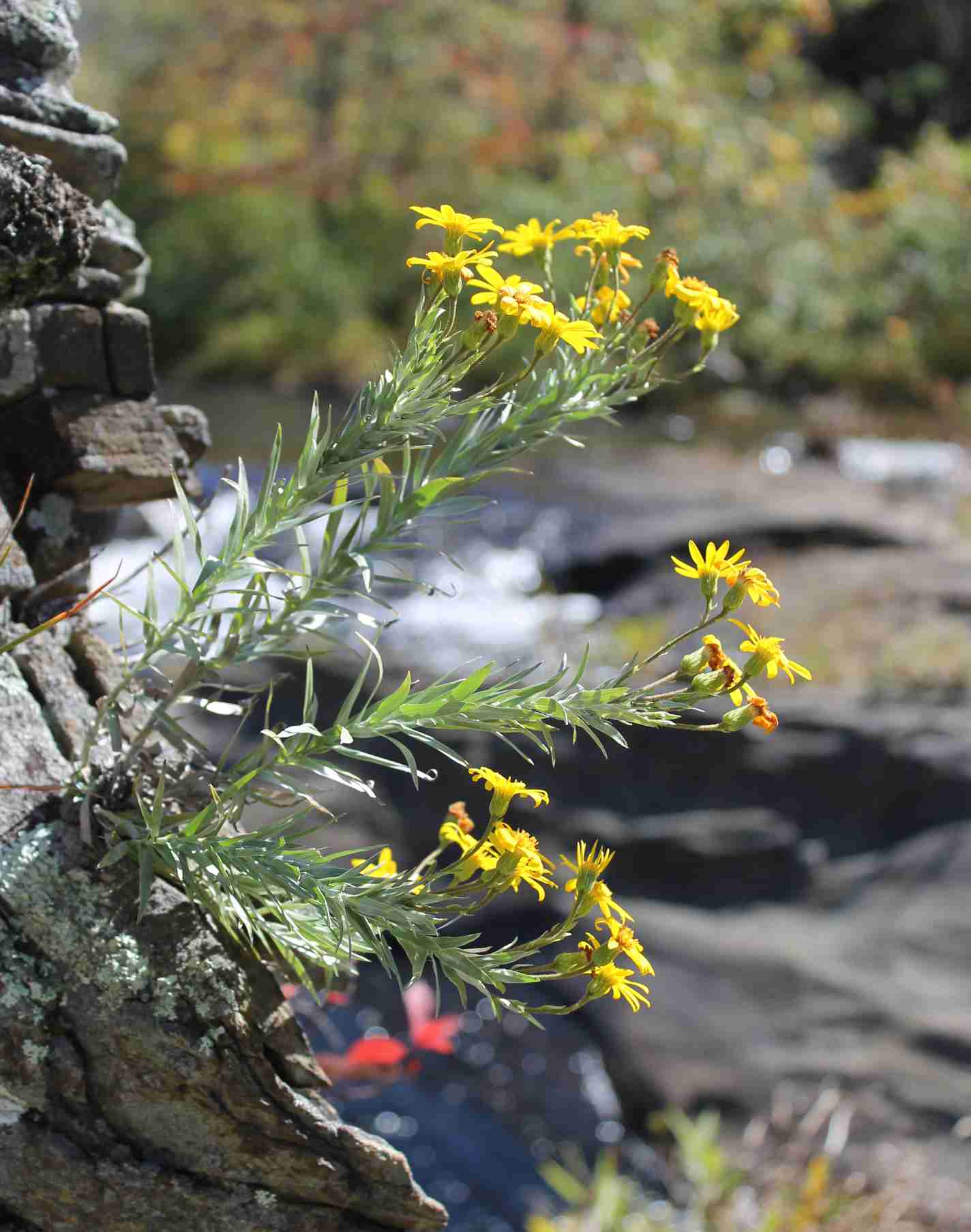 Pityopsis ruthii on rocks Wadl