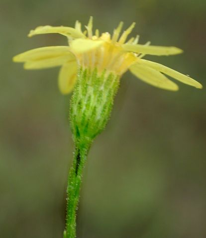 Pityopsis aspera head