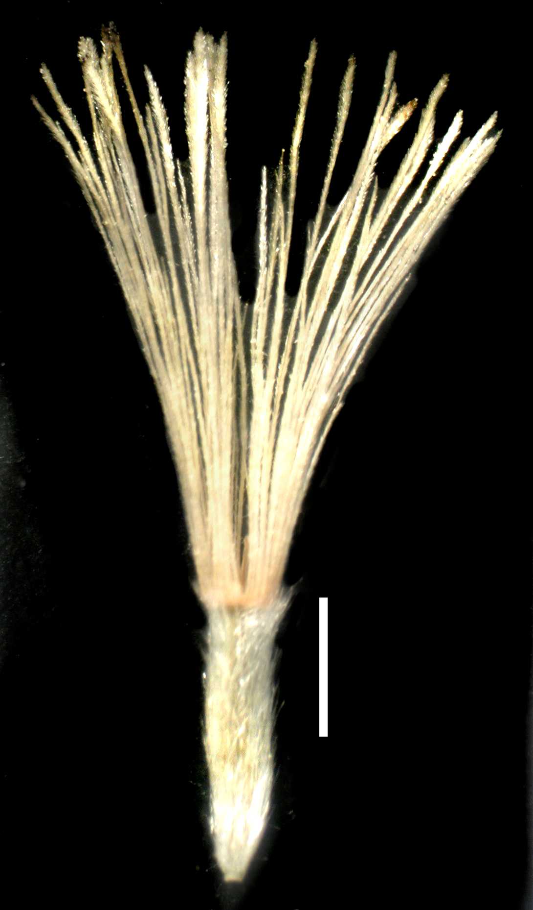 Sericocarpus asteroides S 9566 fruit