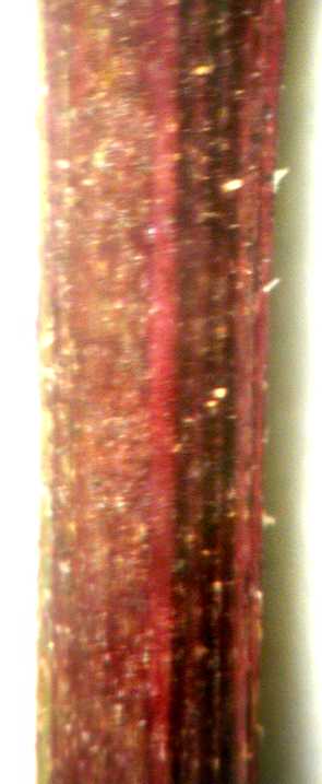 Sericocarpus oregonensis subsp. oregenisis, stem, 7164, Oregon