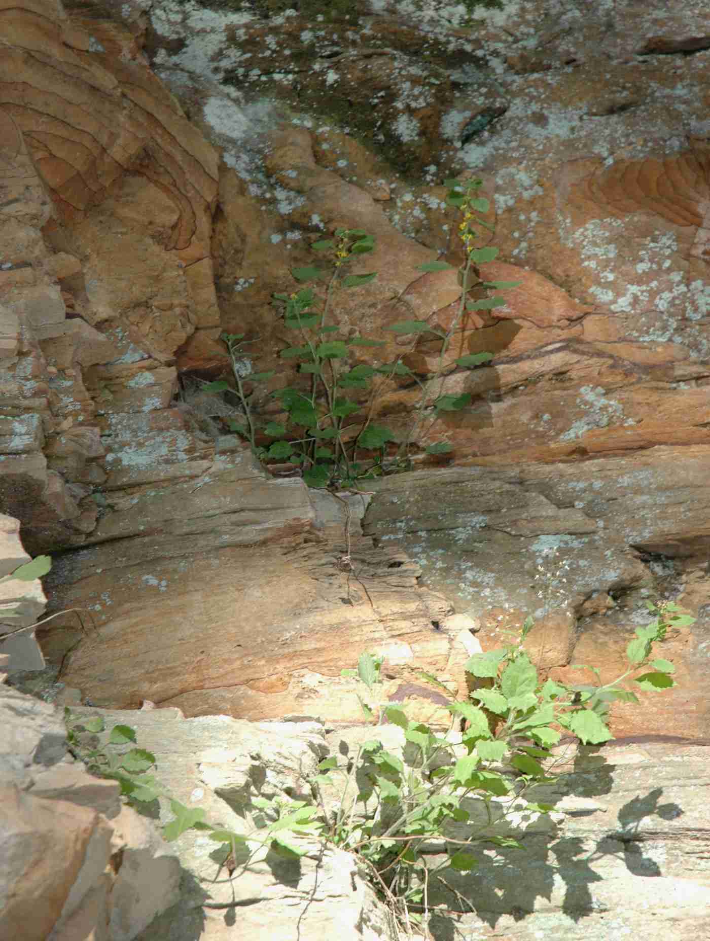 Solidago albopilosa habitat