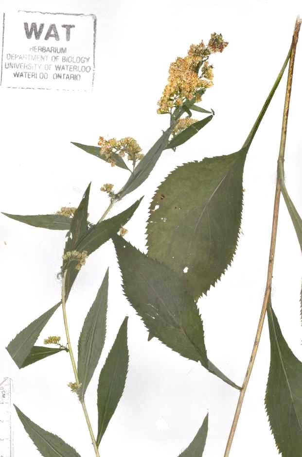 Solidago arguta Sutherland 1928 WAT